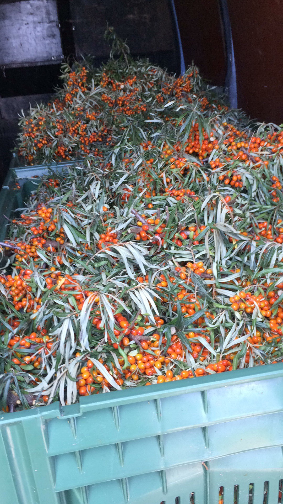 Harvested, loaded seabuckthorn. Transporting to freeze.