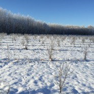 Plantation during winter