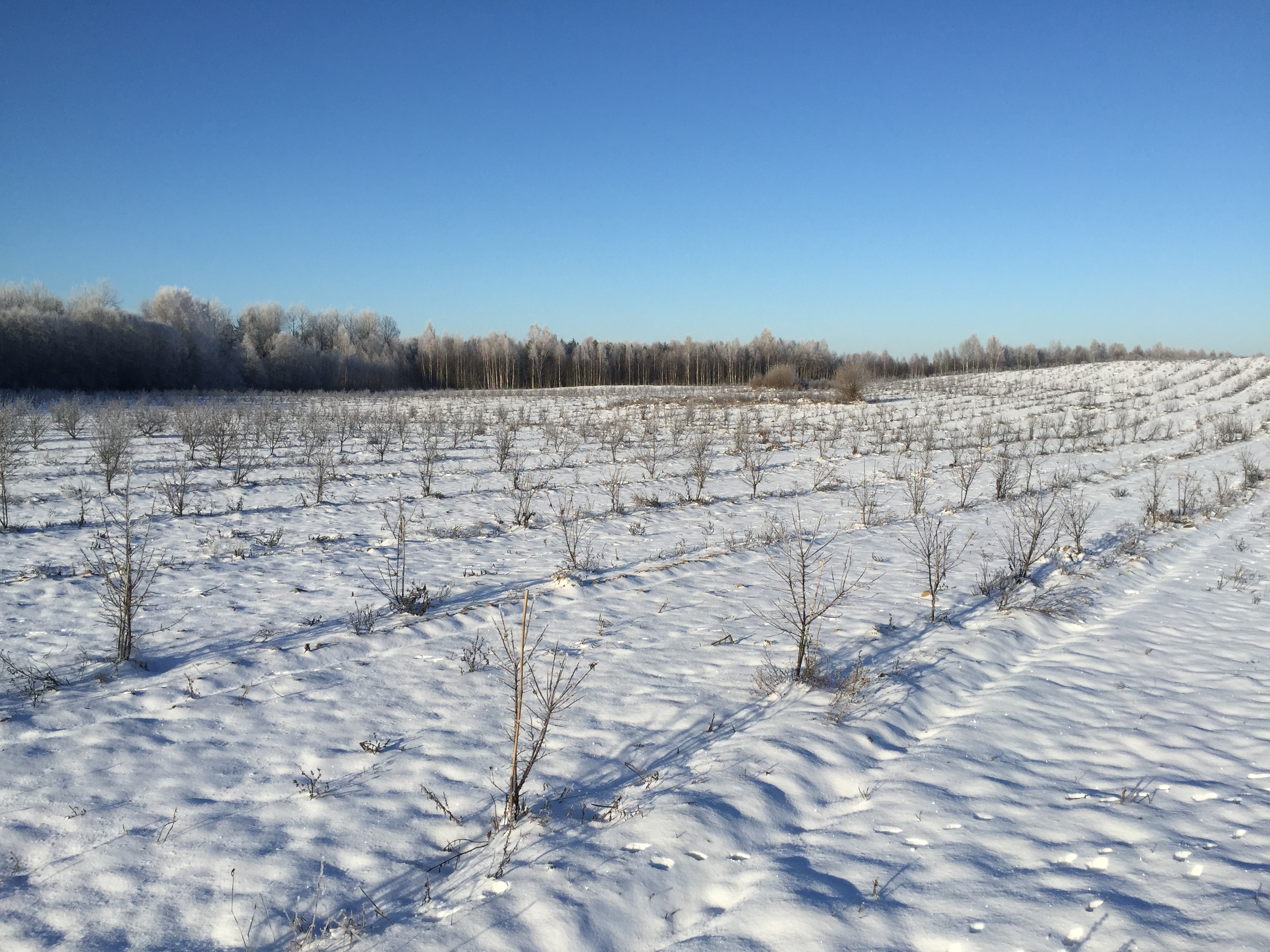 Seabuckthorn plantation during Lithuanian winter