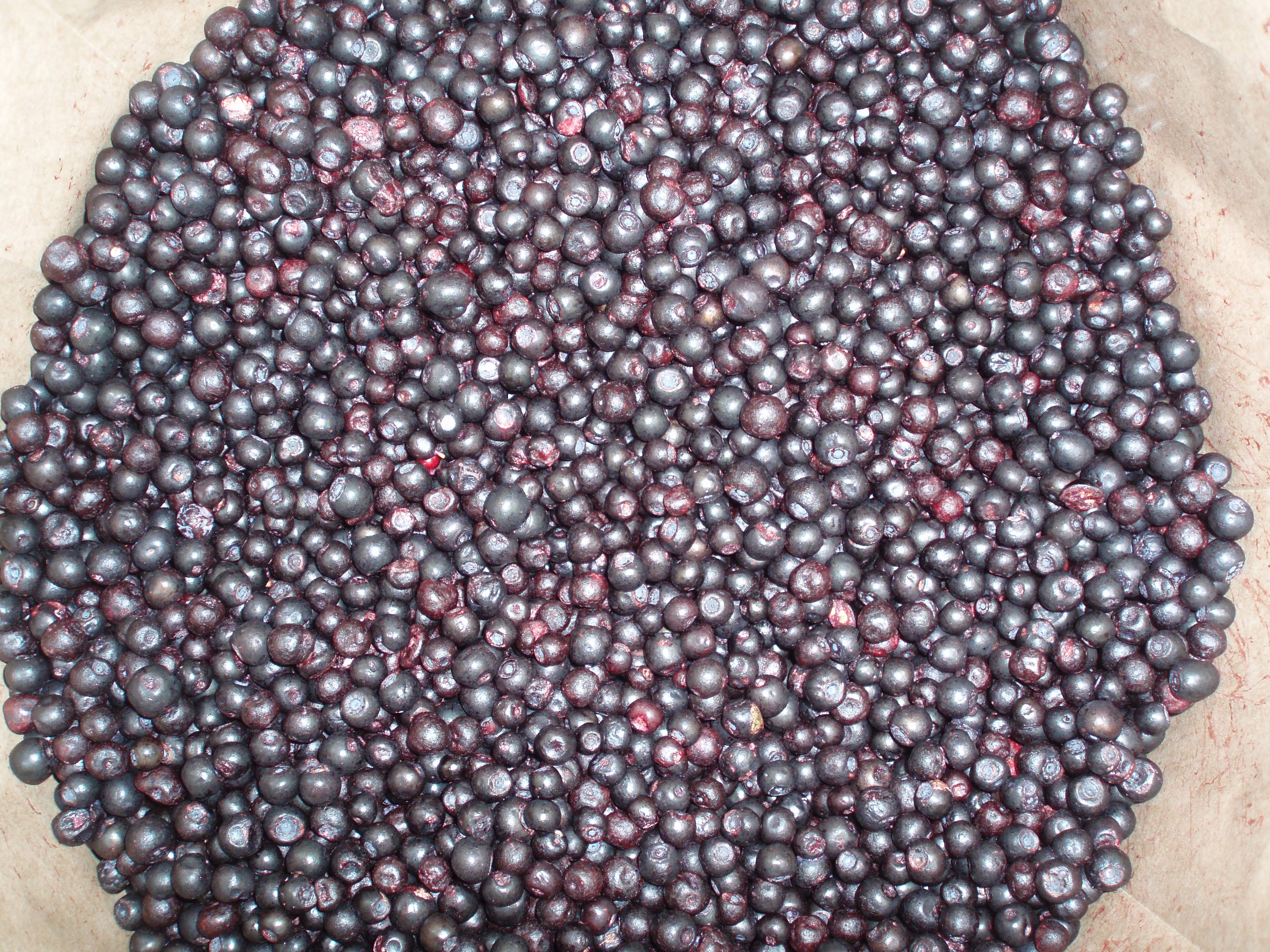 Fresh cleaned wild blueberry. Vaccinium myrtillus.
