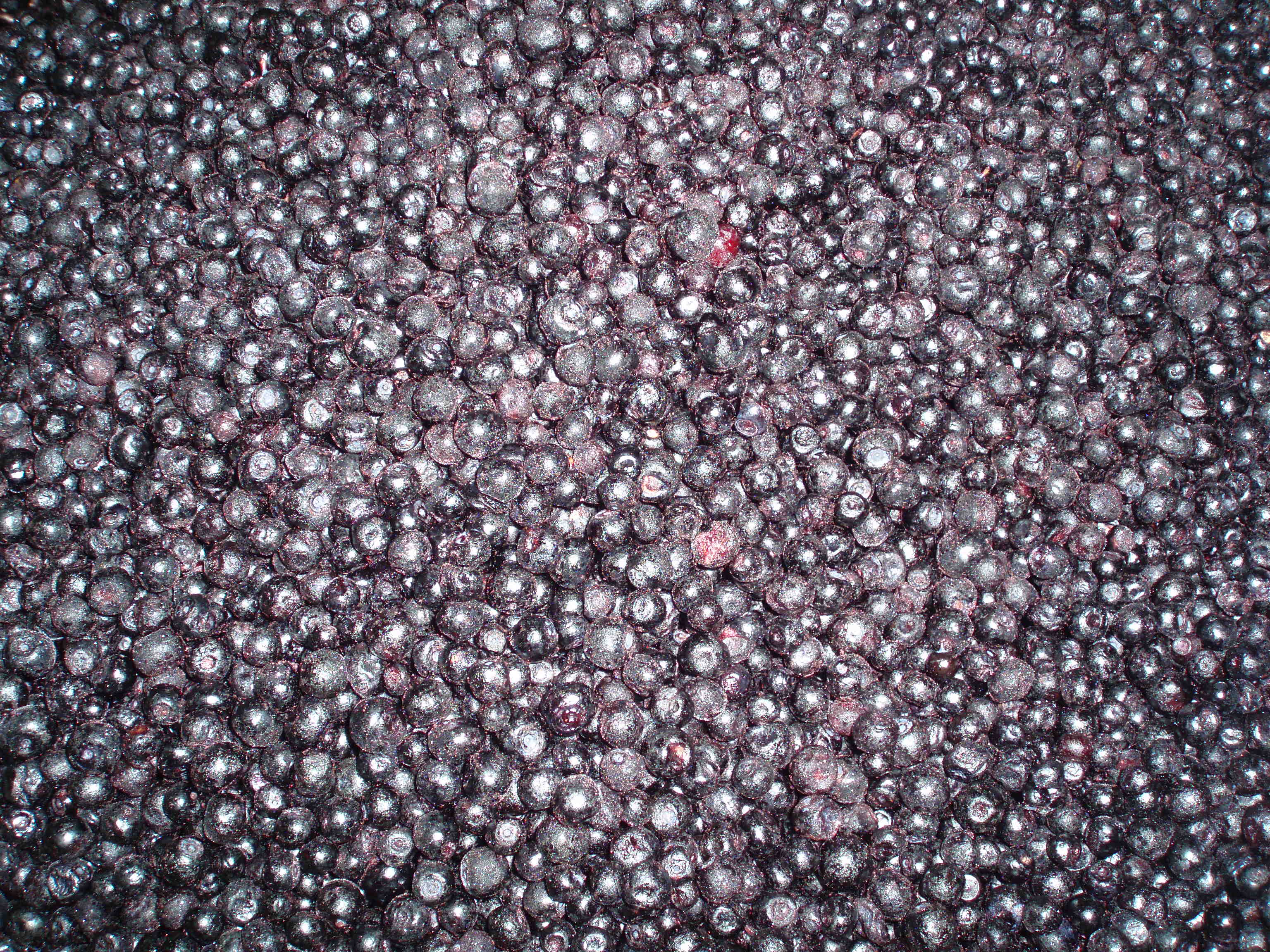 IQF wild blueberry. Bilberry berries. Vacciunium Myrtillus.